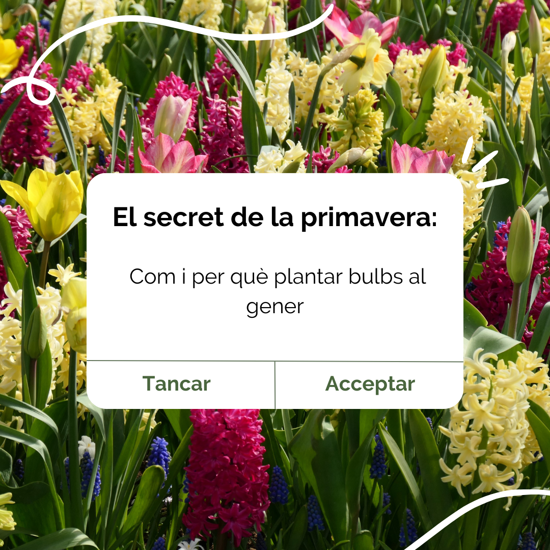 El secret de la primavera: Plantar bulbs al gener